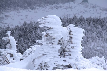 Téléchargez les photos : Arbres enneigés dans les montagnes - en image libre de droit