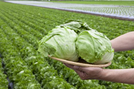 Photo for Farmer in the field holding fresh green cabbage in hands - Royalty Free Image
