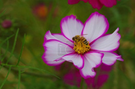 Foto de Vista de cerca de la abeja en la hermosa flor en el jardín - Imagen libre de derechos
