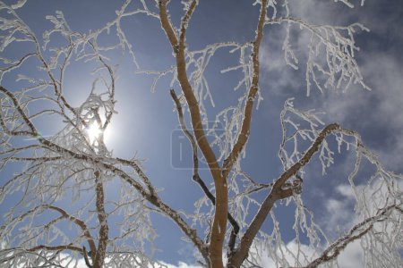 Téléchargez les photos : Branches d'arbres avec neige - en image libre de droit