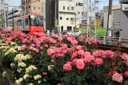 Foto de Hermosas flores de rosas creciendo en la estación de tren en Japón - Imagen libre de derechos