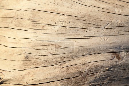 Téléchargez les photos : Vieux fond de texture en bois - en image libre de droit