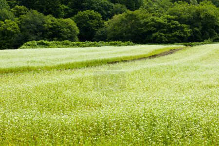 Foto de Hermoso campo verde en el campo. industria agrícola - Imagen libre de derechos