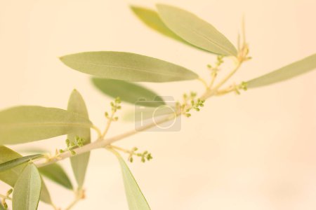 Téléchargez les photos : Gros plan de branches de plantes en pot avec des feuilles vertes et de petites fleurs - en image libre de droit