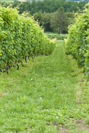 Téléchargez les photos : Un vignoble avec rangées de vignes - en image libre de droit