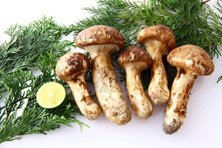 close up view of raw matsutake mushrooms