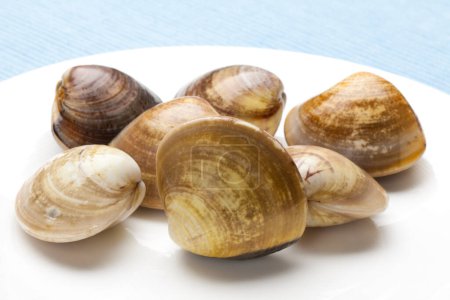 Photo for Clams with white background close-up view - Royalty Free Image