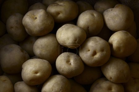 Photo for Close up view of fresh organic potatoes on sackcloth - Royalty Free Image