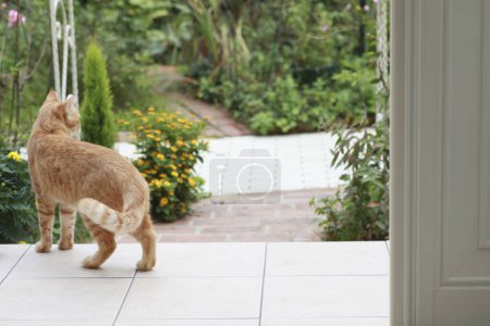 Téléchargez les photos : Chat rouge mignon jouant dans le jardin - en image libre de droit