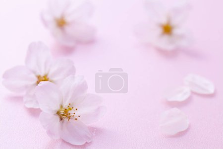 Téléchargez les photos : Vue rapprochée de beaux pétales de fleurs sur fond rose - en image libre de droit