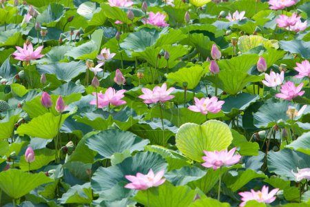 Téléchargez les photos : Belles fleurs de lotus dans le lac - en image libre de droit
