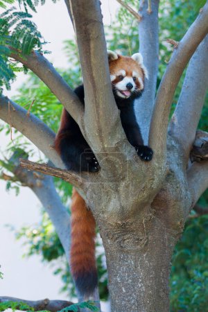 Téléchargez les photos : Panda rouge dans le zoo sur fond de nature - en image libre de droit