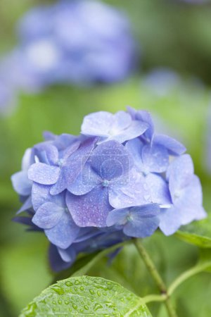 Foto de Flores de hortensias azules con gotas de lluvia, primer plano - Imagen libre de derechos