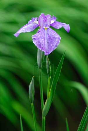 Téléchargez les photos : Une fleur pourpre avec des gouttelettes d'eau dessus - en image libre de droit