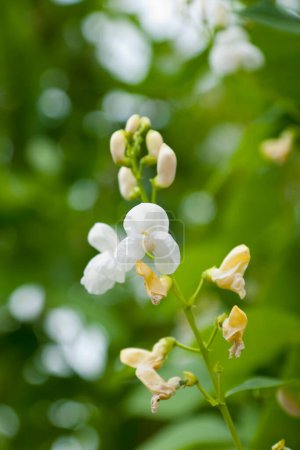 Téléchargez les photos : Une fleur blanche avec un fond vert - en image libre de droit