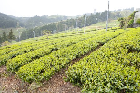 Téléchargez les photos : Rangées de plantes vertes à la plantation de thé en Asie - en image libre de droit