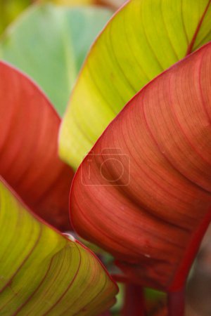 Téléchargez les photos : Feuilles de banane vertes dans le jardin - en image libre de droit