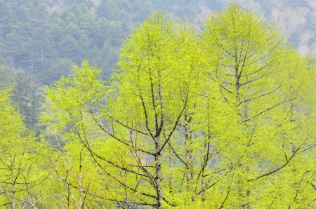 Foto de Árboles verdes de primavera en el bosque - Imagen libre de derechos