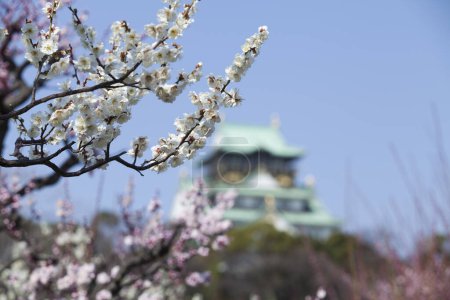 Téléchargez les photos : Cerisiers en fleurs nature fond - en image libre de droit