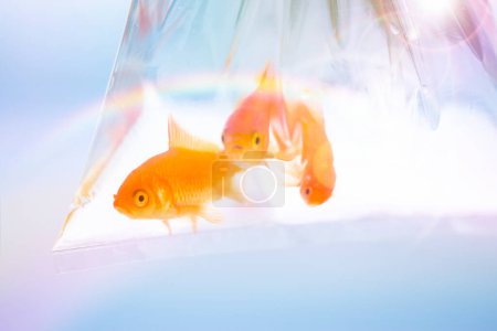 Téléchargez les photos : Trois poissons rouges en aquarium avec fusée éclairante - en image libre de droit
