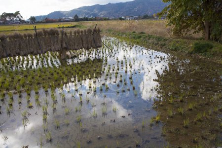 Photo for Rice field with water reflection - Royalty Free Image