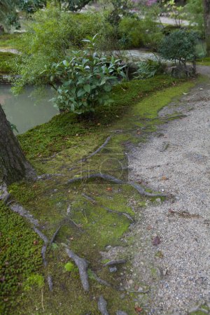 Téléchargez les photos : Jardin japonais avec mousse verte au Japon. - en image libre de droit