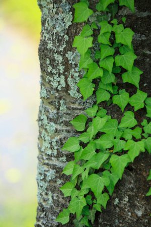 Photo for A selective focus shot of green plants growing on the tree trunk - Royalty Free Image