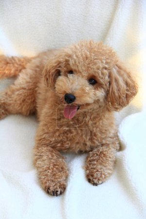 Photo for Portrait of a cute maltipoo dog on background - Royalty Free Image