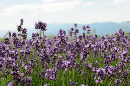 Photo for Lavender fields in summer, france - Royalty Free Image