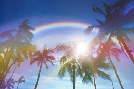 Téléchargez les photos : Arc-en-ciel coloré au-dessus des palmiers - en image libre de droit