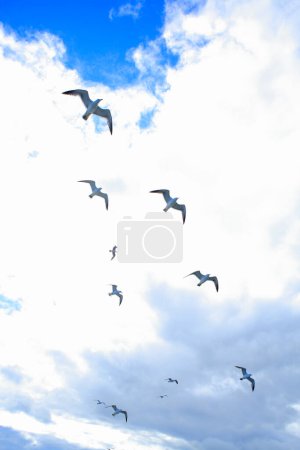 Téléchargez les photos : Troupeau de mouettes volant dans le ciel - en image libre de droit
