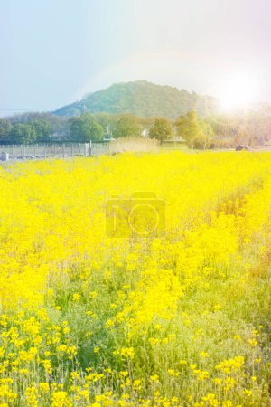 Téléchargez les photos : Fleurs jaunes dans le champ - en image libre de droit