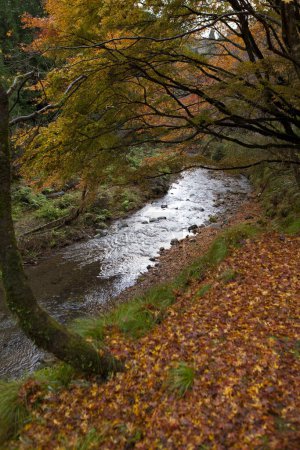 beautiful view of flashy river in autumn forest
