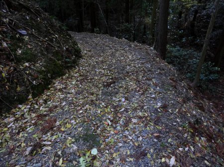 Téléchargez les photos : Paysage d'automne avec arbres et sentier et feuilles - en image libre de droit