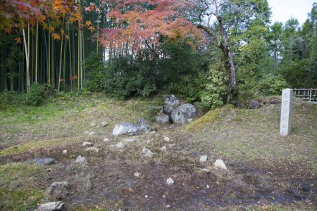 Téléchargez les photos : Paysage forestier japonais au Japon - en image libre de droit