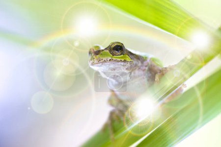 Photo for Frog on green leaves on background, close up - Royalty Free Image
