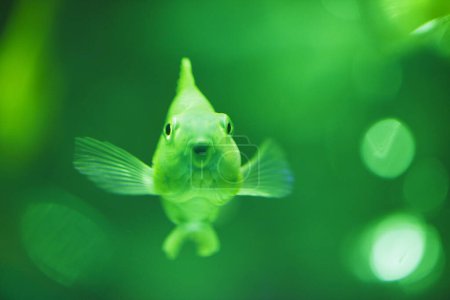 Foto de Hermoso pez en el acuario en el fondo, de cerca - Imagen libre de derechos