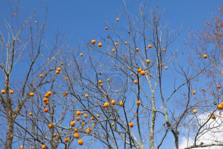 Foto de Árbol de caqui con frutos sobre fondo azul del cielo. - Imagen libre de derechos