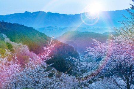Foto de Flor de cerezo sakura en las montañas. Japón. - Imagen libre de derechos