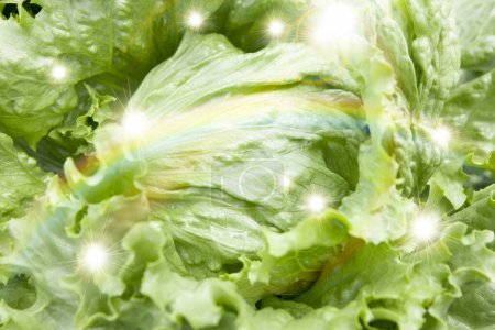 Photo for Fresh green lettuce, close up - Royalty Free Image