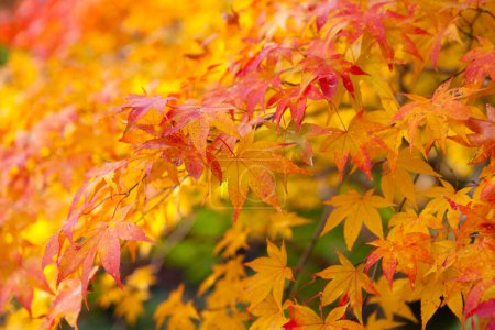 Photo for Colorful japanese autumn tree leaves - Royalty Free Image