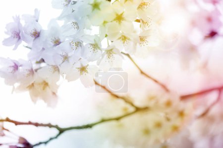 Foto de Flores de flor de cerezo en primavera, de cerca - Imagen libre de derechos