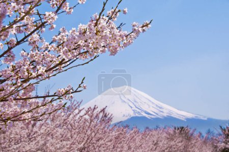 Téléchargez les photos : Belles fleurs de cerisier et le mont Fuji au Japon - en image libre de droit