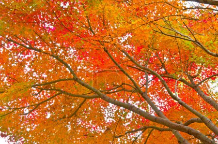 Foto de Hermosas hojas de arce en la temporada de otoño - Imagen libre de derechos