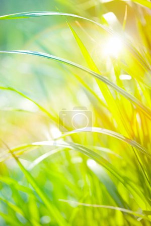 Photo for Green grass with dew drops - Royalty Free Image