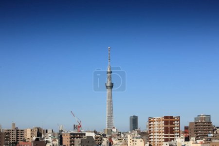 Tokio Árbol del cielo sobre fondo azul del cielo