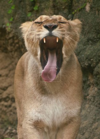 Photo for Lioness in the zoo yawning close-up view - Royalty Free Image
