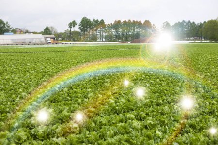 Téléchargez les photos : Arc-en-ciel de chou dans les champs avec les rayons du soleil. - en image libre de droit