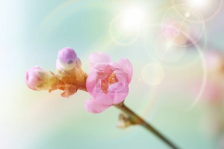 Photo for Spring blossom cherry with pink flowers on blurred background with bokeh - Royalty Free Image