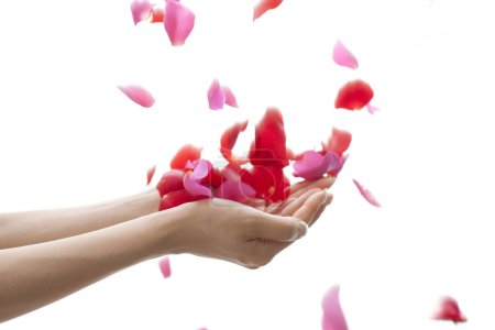 Téléchargez les photos : Personne tenant une rose pétales dans les mains - en image libre de droit